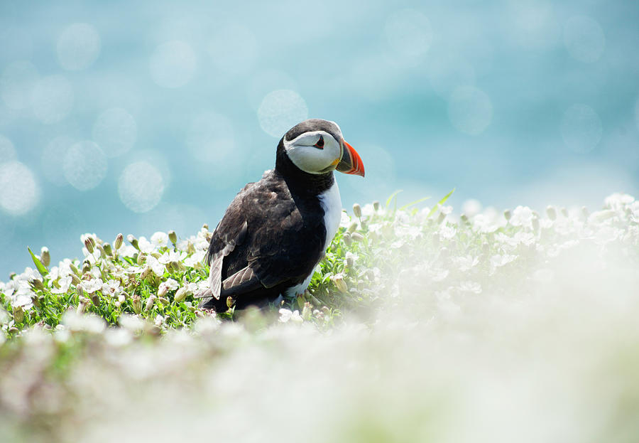 Clifftop Puffin Photograph by Ruth Crofts