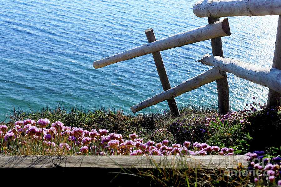 Clifftop Thrift Photograph by Terri Waters
