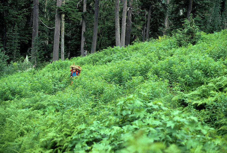 Climber hiking along overgrown trail Photograph by Steve Estvanik
