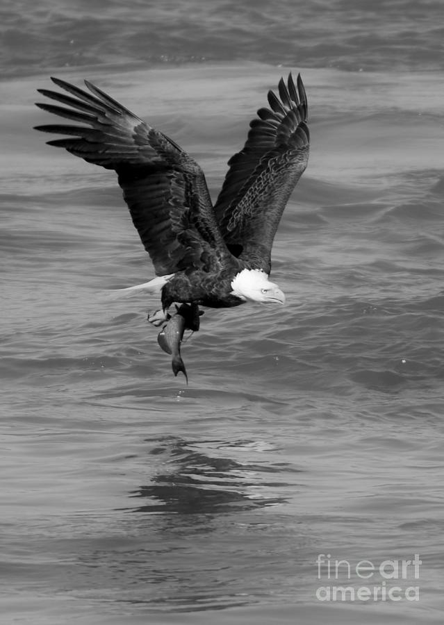Climbing After The Catch Crop Black And White Photograph by Adam Jewell