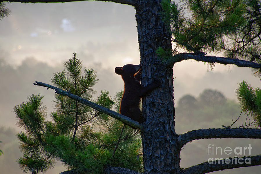 Climbing Bear 1 Photograph by Phil Perkins