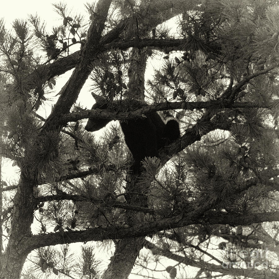 Climbing Bear 4 Photograph by Phil Perkins