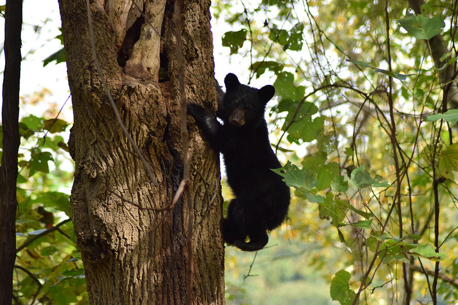 Climbing Bear Cub Photograph by Brian Millard - Fine Art America