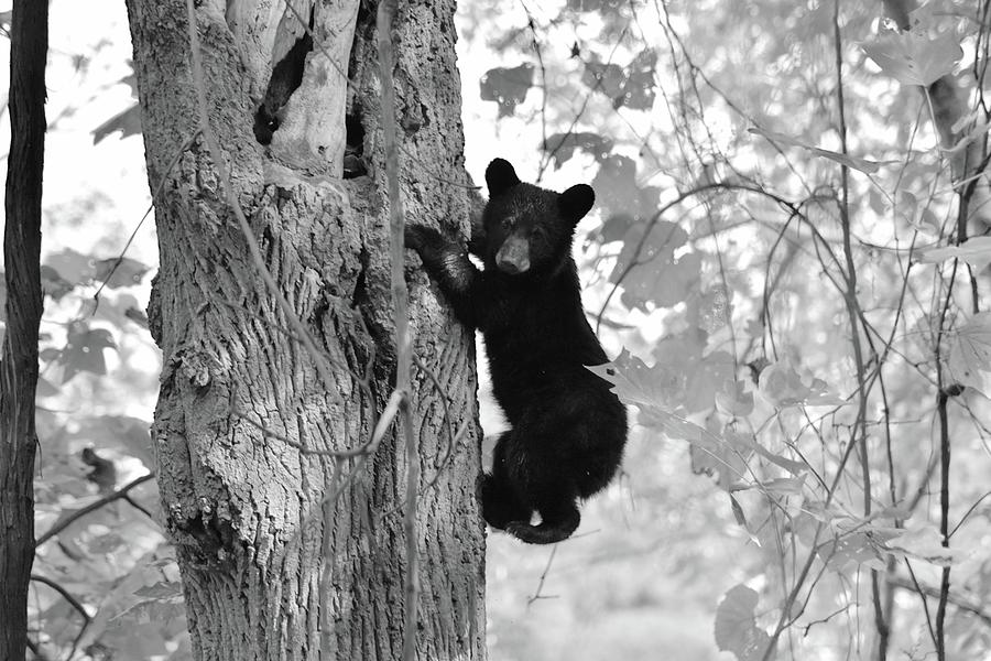 Climbing Bear Cub BW Photograph by Brian Millard - Fine Art America