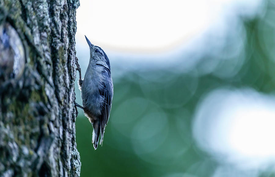 Climbing Bird Photograph by Rachel Morrison