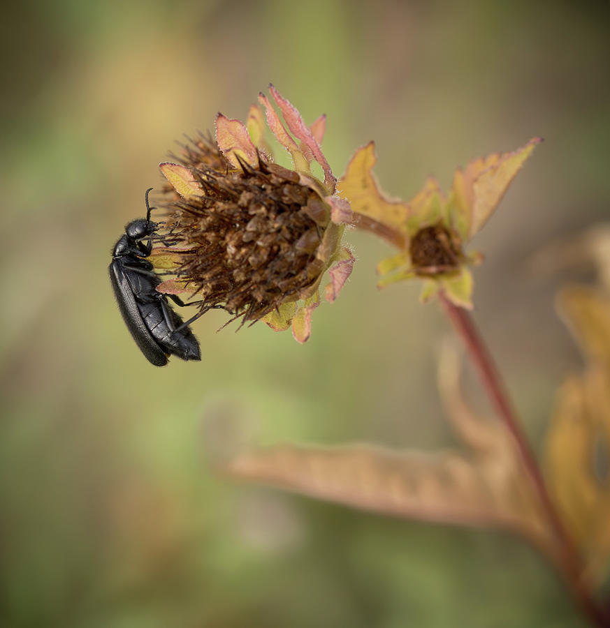 Summer Photograph - Climbing black Bug by Jean Noren