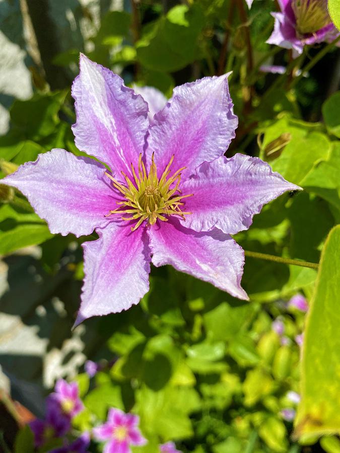 Climbing Clematis Photograph By Hannah Griffith Fine Art America