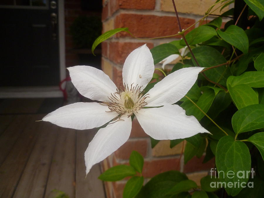Climbing Clematis On The Wall Photograph by Lingfai Leung