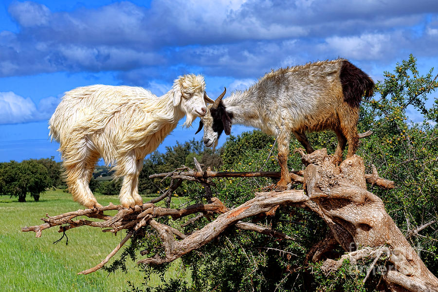 Climbing Goats of Morocco Photograph by Olivier Le Queinec