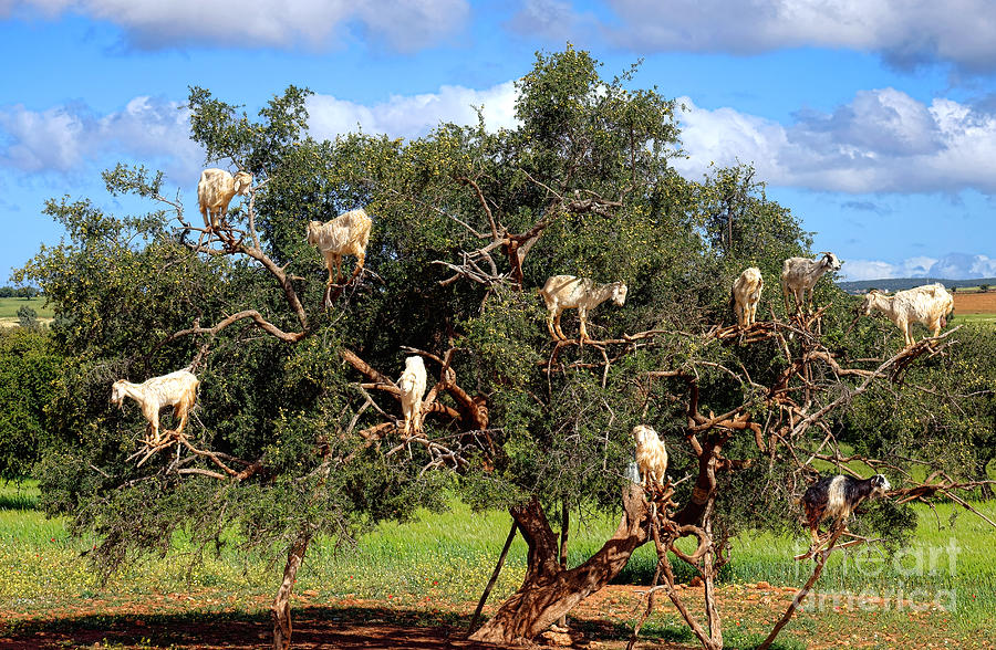 Climbing Goats on Argan Tree in Morocco Photograph by Olivier Le Queinec