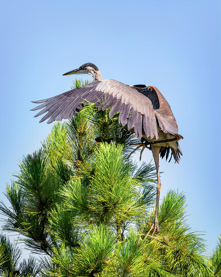 Climbing Heron Photograph by Al  Mueller