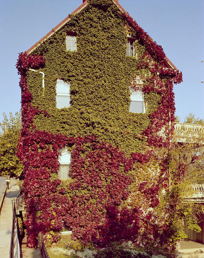 Climbing plant over house in West Virginia Photograph by Elliott Kaufman Photography