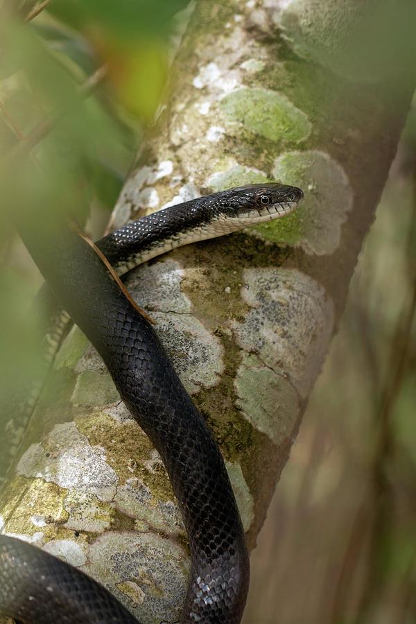 Climbing Rat Snake Photograph by Liza Eckardt
