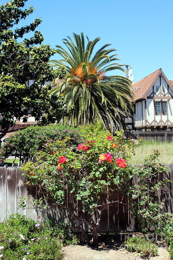 Climbing Rose Bush and Palm Tree Solvang California Photograph by Colleen Cornelius