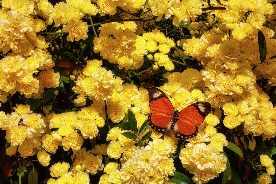 Climbing Roses And Butterfly Photograph by Garry Gay