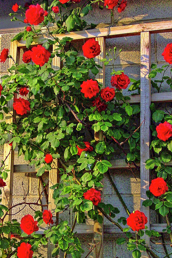 Climbing Roses Photograph By Joy Rector Fine Art America