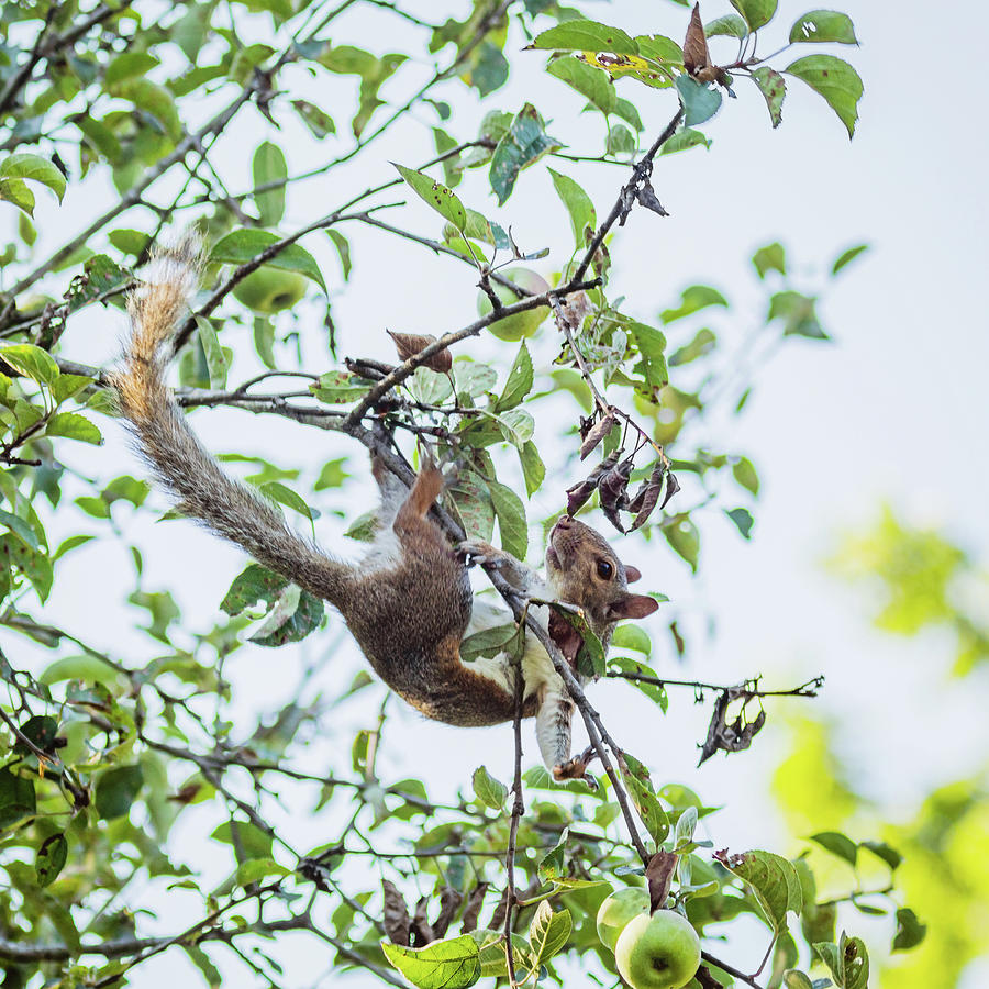 Climbing the Apple Tree Photograph by Rachel Morrison