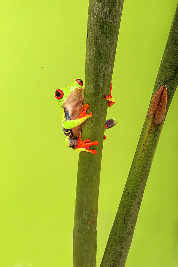Climbing Tree Frog Photograph by Lindley Johnson