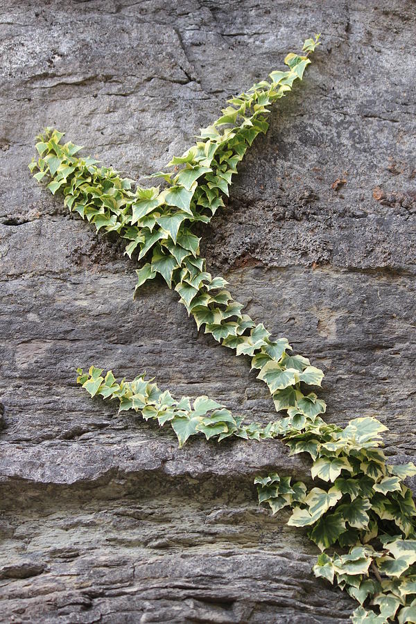 Ivy Photograph - Climbing Vine by Callen Harty Ivy Photograph - Climbing Vine by Callen Harty
