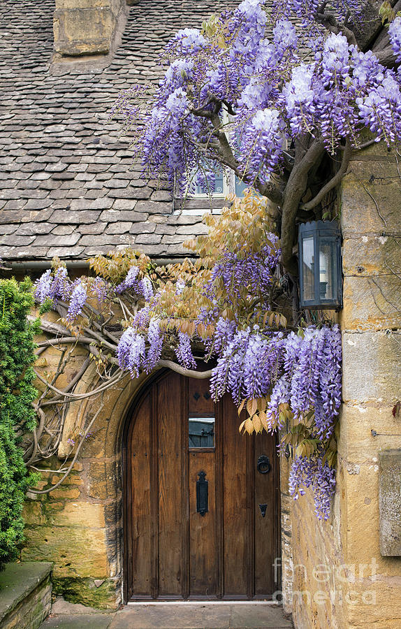 Climbing Wisteria in Broadway Photograph by Tim Gainey
