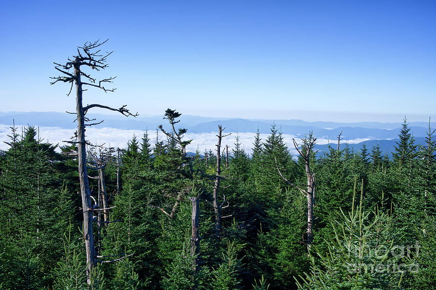 Clingmans Dome 20 Photograph by Phil Perkins