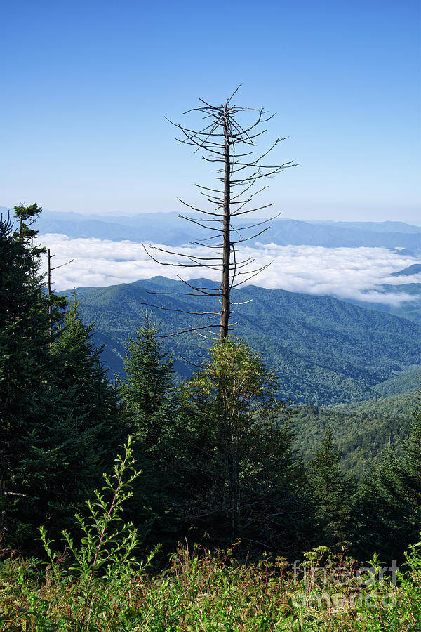 Clingmans Dome 22 Photograph by Phil Perkins