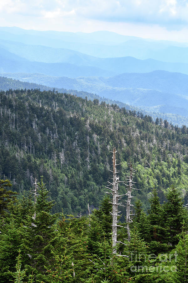 Clingmans Dome 3 Photograph by Phil Perkins