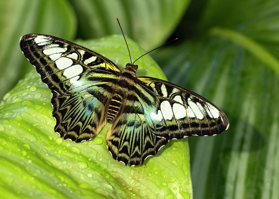 Clipper Butterfly Photograph by Art Cole