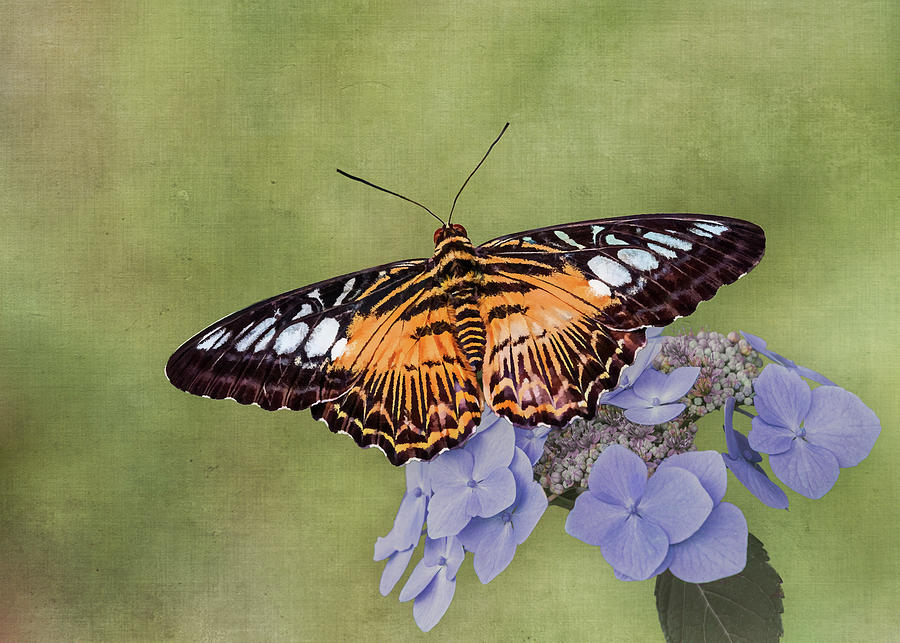 Clipper Butterfly Photograph by Patti Deters