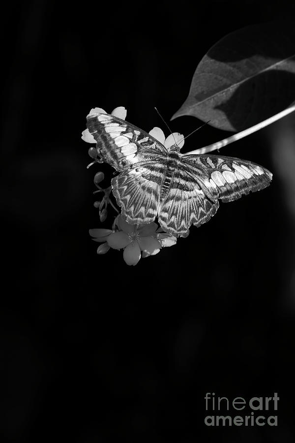 Butterfly Photograph - Clipper Butterfly Three BW by Elisabeth Lucas