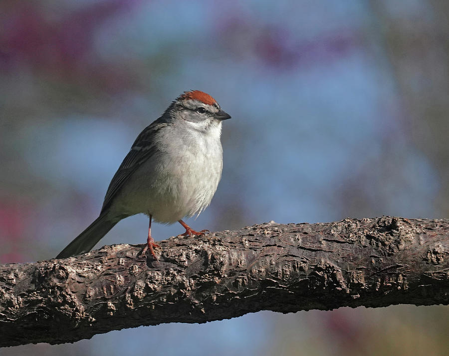 Clipping Sparrow Photograph by Dennis Cox Photo Explorer