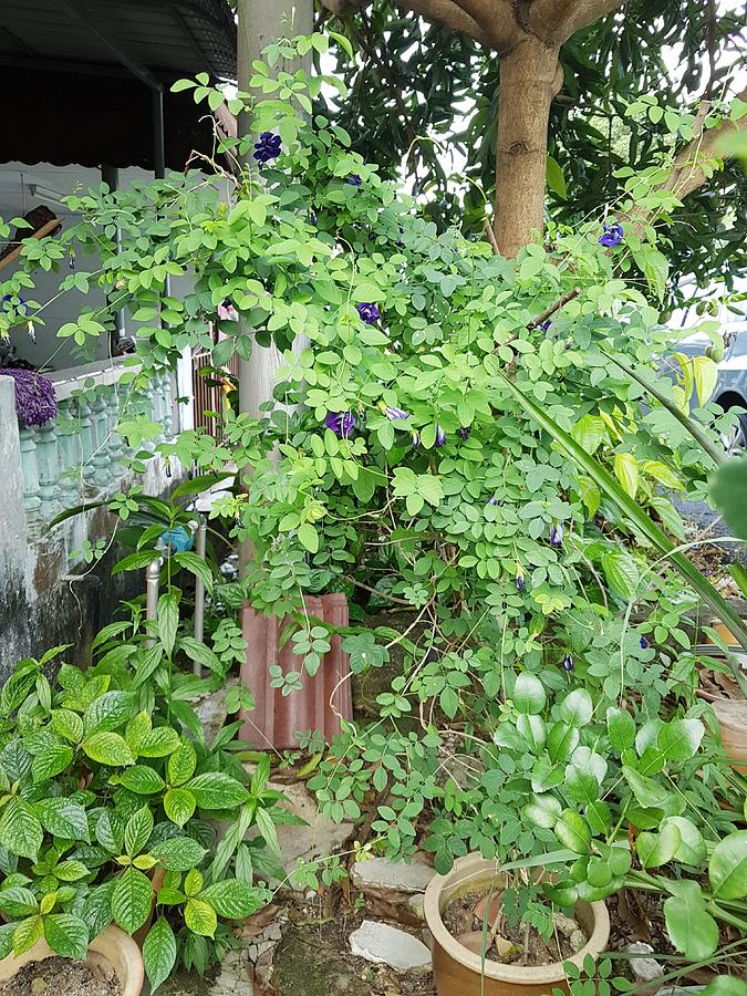 Clitoria ternatea plant  or known as Asian pigeonwings or blue pea planted in a pot Photograph by Firdausiah Mamat