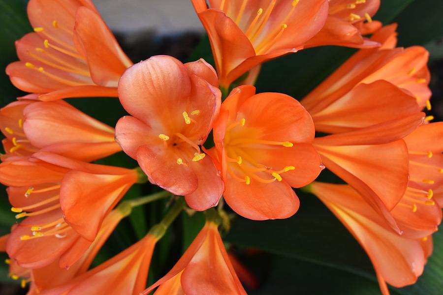 Clivia in Bloom Photograph by Vicky Sweeney - Fine Art America