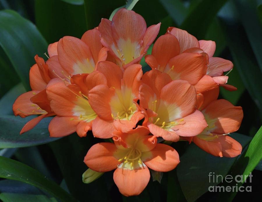 Clivia Blooms In Warm Orange Photograph by Jeannie Rhode