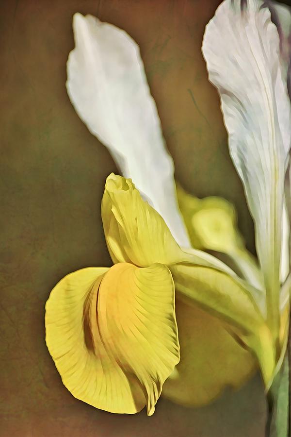 Close Dutch Iris in Yellow and White Digital Art by Gaby Ethington