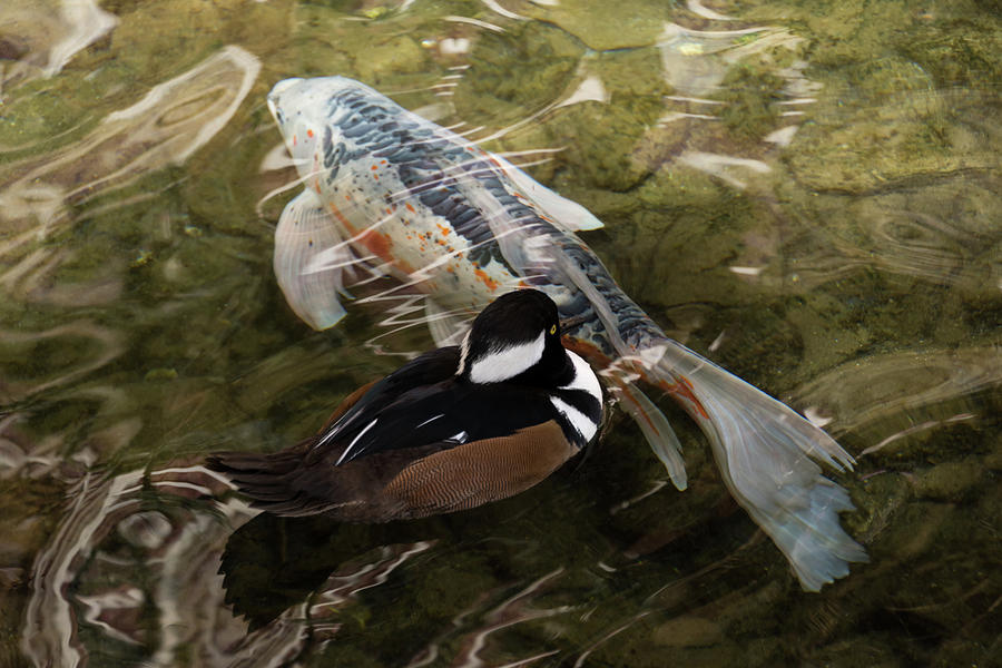 Close Encounter - Hooded Merganser Duck and Koi Fish Photograph by Georgia Mizuleva