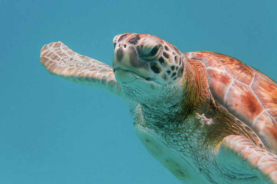 Close Encounter with a Green Turtle Photograph by Mark Hunter