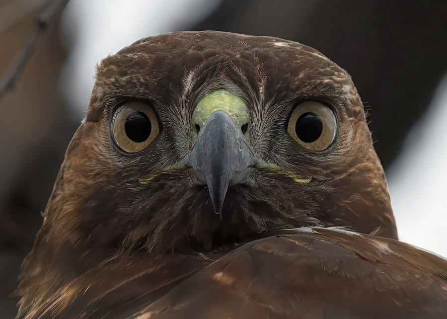 Close Hawk Photograph by Loree Johnson
