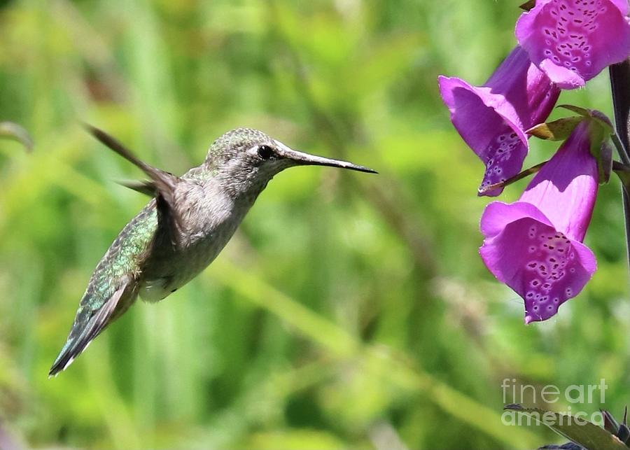 Close to Hummingbird Photograph by Carol Groenen