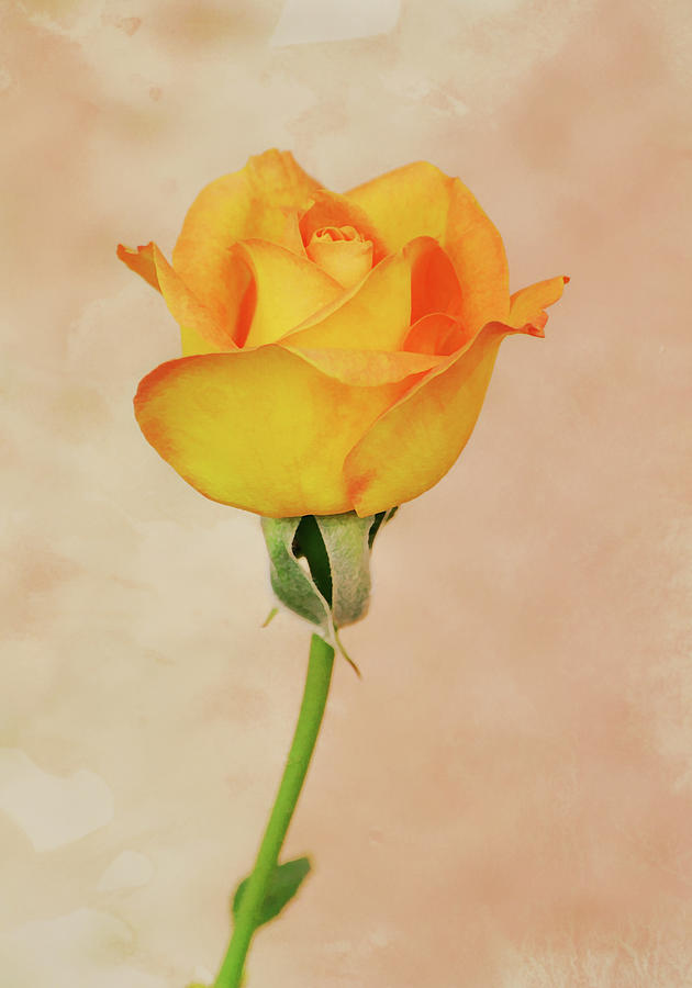 Close to Perfect Vintage Rose Portrait Digital Art by Gaby Ethington