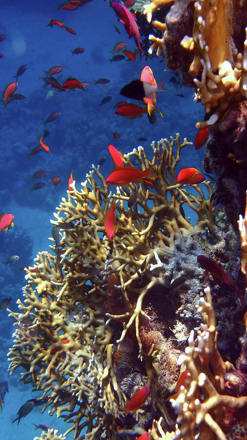 Close To The Sea Life In The Red Sea Photograph by Johanna Hurmerinta