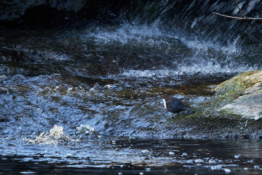 Close to the shower. White-throated dipper Photograph by Jouko Lehto