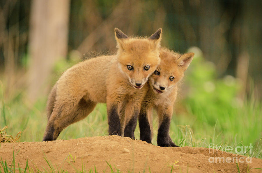 Close to You Baby Red Fox Photograph Photograph by PIPA Fine Art - Simply Solid
