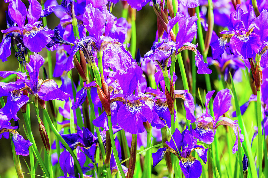 Close Up A Of Group Of Iris Flowers Photograph