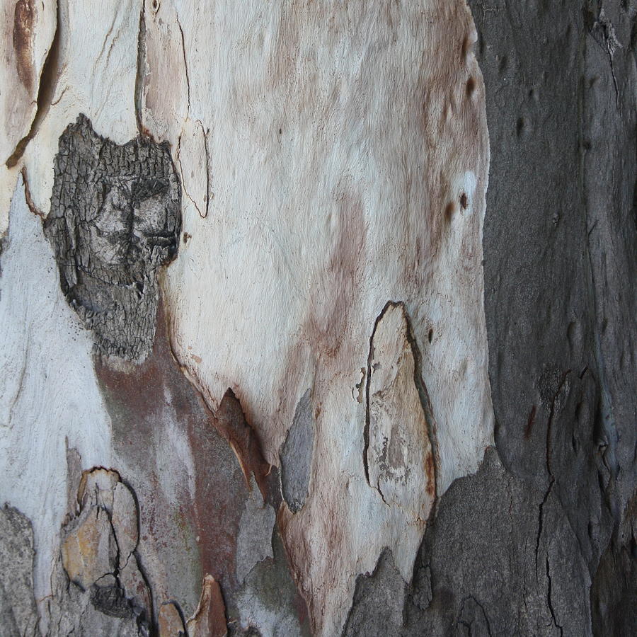 Close Up Abstract Of Blue Grey and Brown Bark Painting by Taiche Acrylic Art