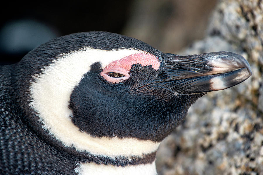 Close-up African Penguin Head Photograph by Matt Swinden