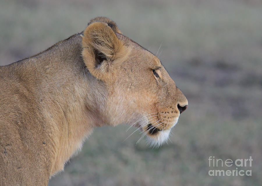 Close-up And Side Portrait Of Lioness In The Wild In The Wild Masai Mara Kenya Photograph by Nirav Shah