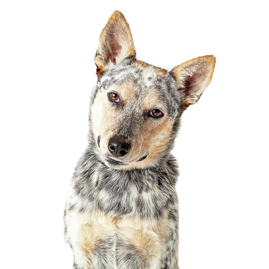 Close-Up Attentive Cattle Dog Tilting Head Photograph by Good Focused