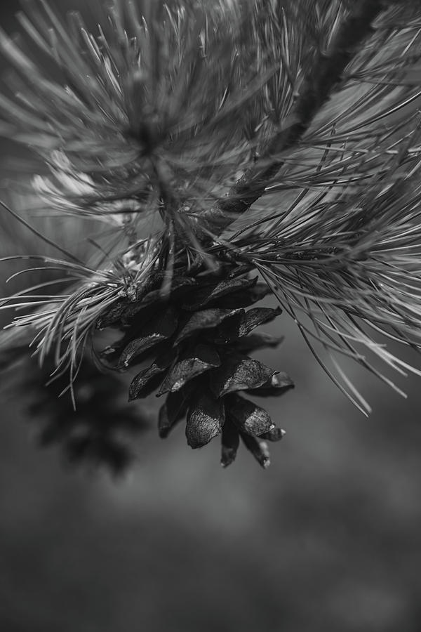 Close Up Black and White Pinecones Photograph by Brantley Didier | Fine ...