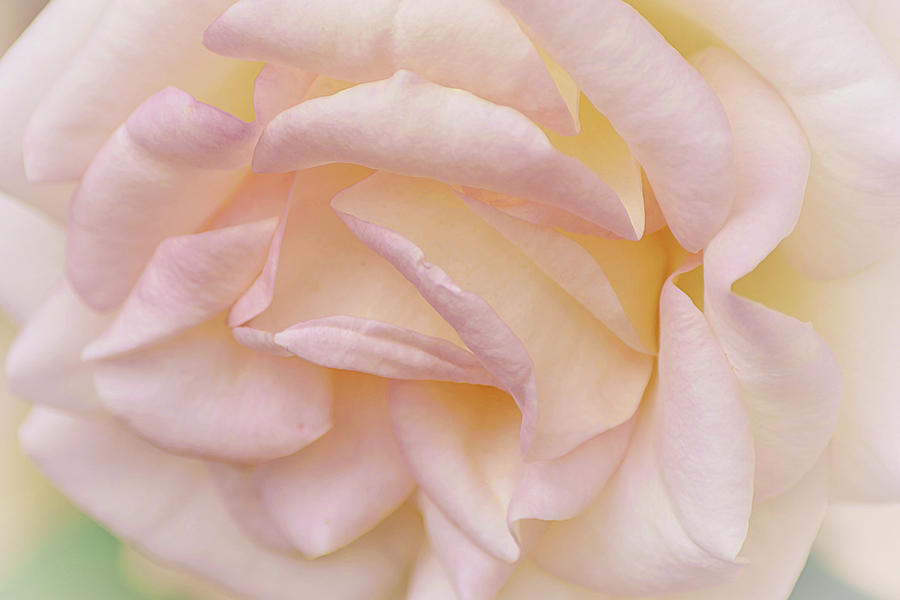Close Up Blush Pink Rose Petals Photograph